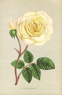 Jamain Rose Prints 1873 Adrienne Christophe Rose