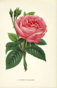 Jamain Rose Prints 1873 Duchesse de Cambaceres