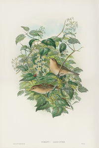 John Gould Birds Britain Original Print Garden Warbler