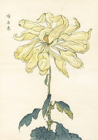 Keika Hasegawa Giant Yellow Chrysanthemum Woodblock - Panteek Antique Prints