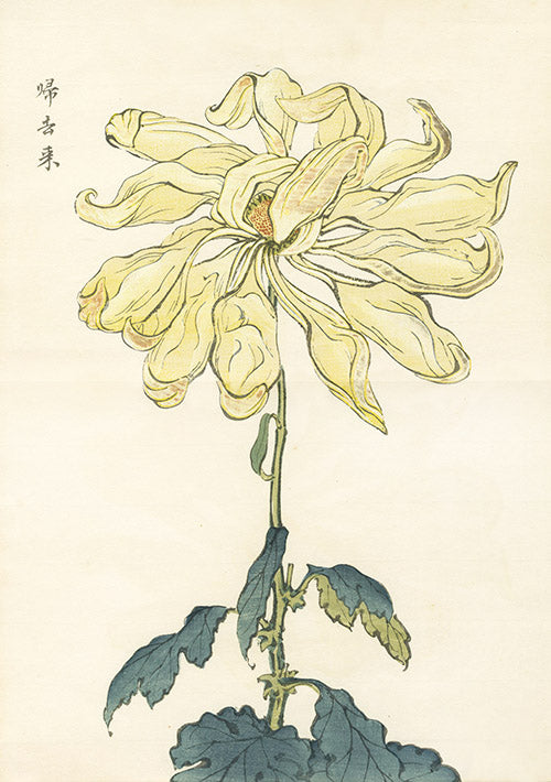 Keika Hasegawa Giant Yellow Chrysanthemum Woodblock