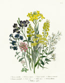 Loudon 1840 Print Helichrysum Everlasting Flower - Panteek Antique Prints