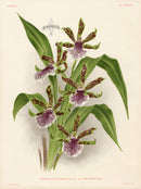 Jean Linden Antique Orchid Print Zygopetalum - Panteek Antique Prints