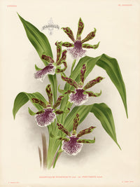 Jean Linden Antique Orchid Print Zygopetalum - Panteek Antique Prints