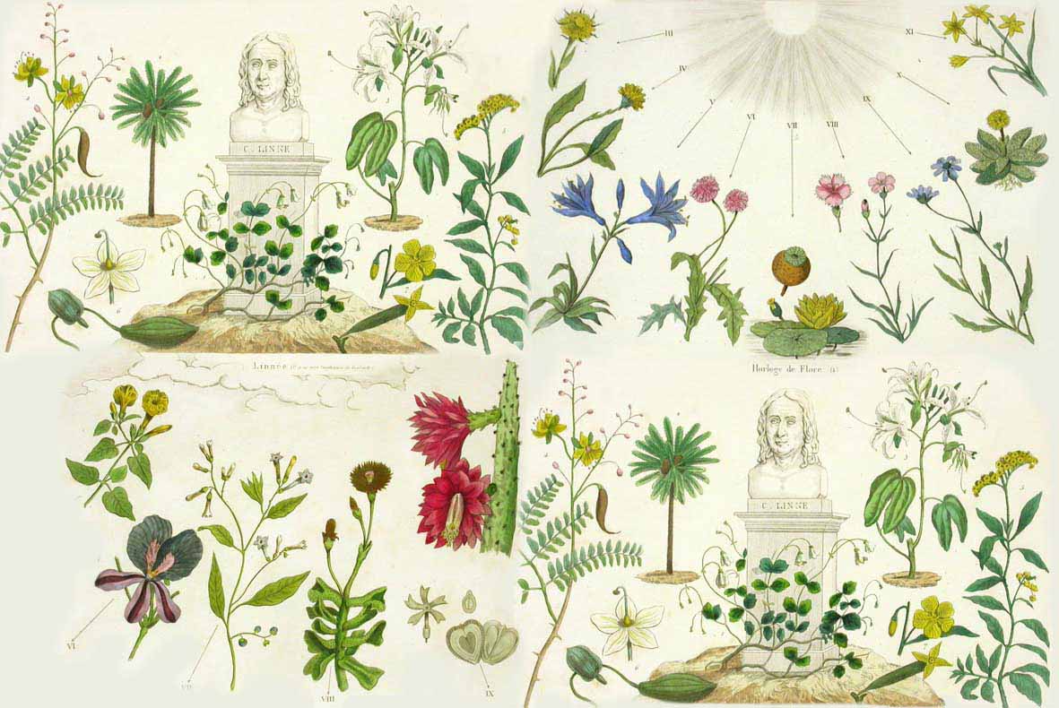 linnaeusbg.png