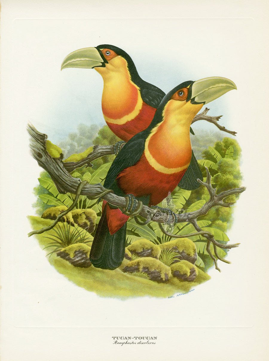 A colorful illustration by Axel Amuchastegui of two toucan birds perched in the treetops of the jungle, on creamy white paper from Love Life of the Birds
