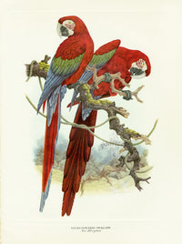 A print by Amuchastegui of two scarlet macaws perched on a branch, on creamy page from Love Life of the Birds