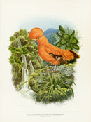 A vintage natural history illustration of a golden cock-of-the-rock (Rupicapris ruficapillus) perched on a rock with a waterfall and lush green foliage in the background, printed on a cream-colored page.