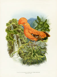 A vintage natural history illustration of a golden cock-of-the-rock (Rupicapris ruficapillus) perched on a rock with a waterfall and lush green foliage in the background, printed on a cream-colored page.