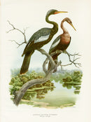 2 Anhinga Water Turkey by Axel Amuchastegui from Love Life of the birds