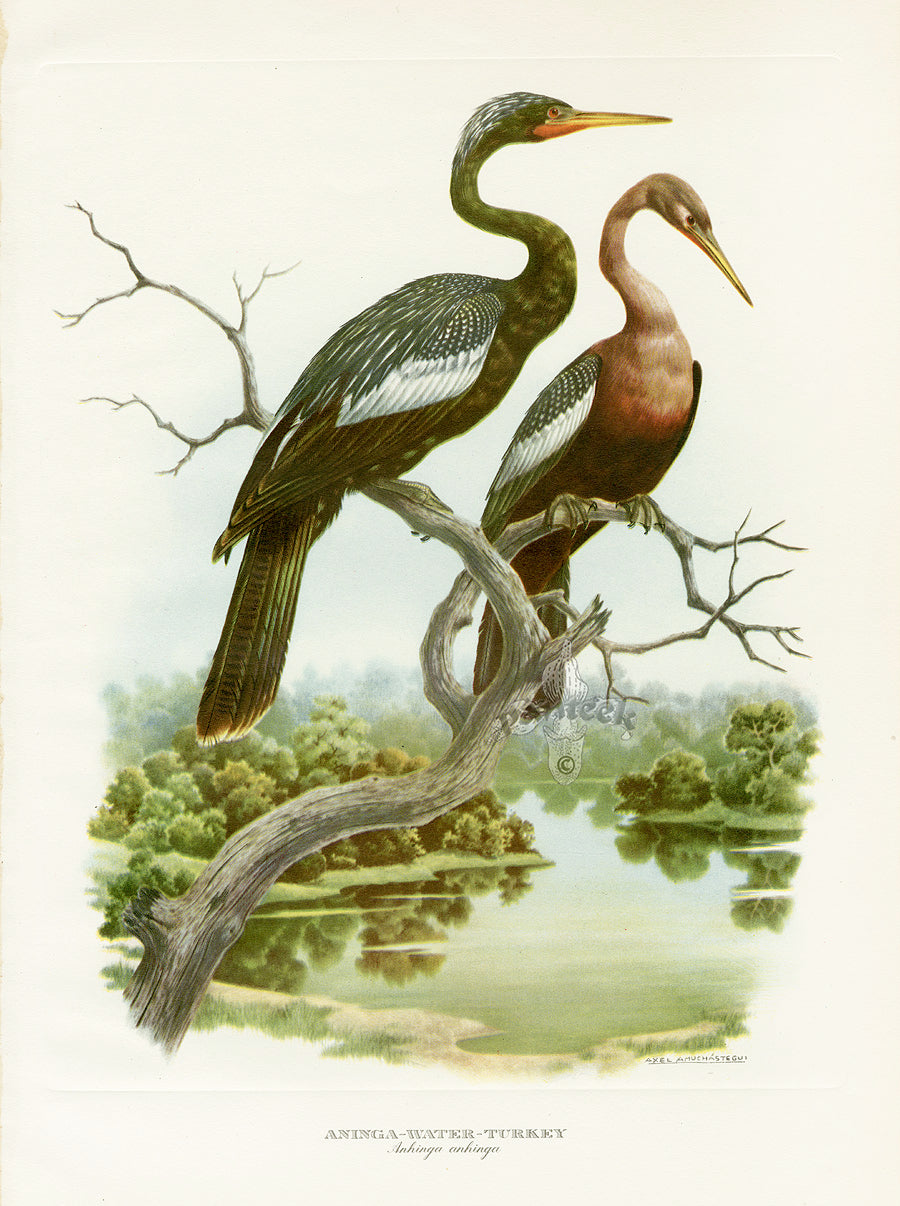 2 Anhinga Water Turkey by Axel Amuchastegui from Love Life of the birds
