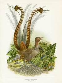 Original vintage print of a New Zealand Lyre bird with tall striped feathers from Love Life of the Birds by Amuchastegui