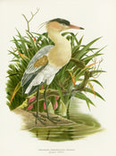 A vintage original illustration of a heron standing in shallow water among green reeds, from Love Life of the Birds by Amuchastegui