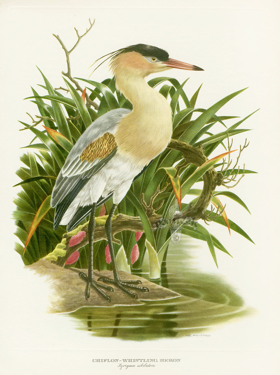 A vintage original illustration of a heron standing in shallow water among green reeds, from Love Life of the Birds by Amuchastegui
