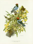 A vintage original print featuring two Blue Manakin birds perched among oncidium orchids by Amuchastegui