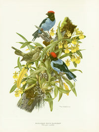 A vintage original print featuring two Blue Manakin birds perched among oncidium orchids by Amuchastegui