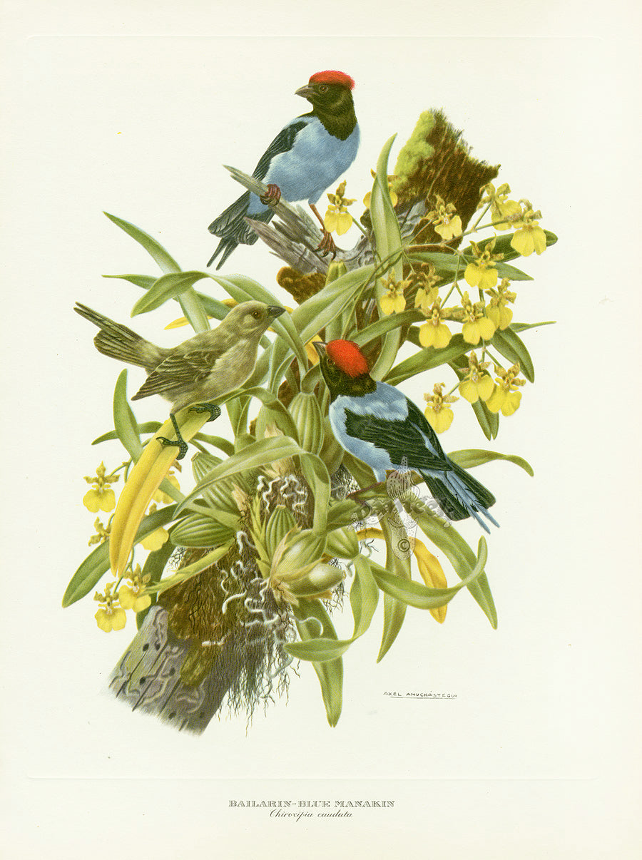 A vintage original print featuring two Blue Manakin birds perched among oncidium orchids by Amuchastegui