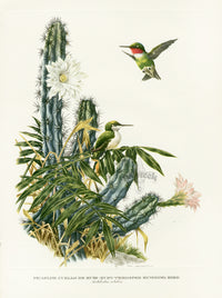An original print of a pair of Ruby-Throated Hummingbirds on a saguaro desert cactus by Amuchastegui from Love Life of the Birds 