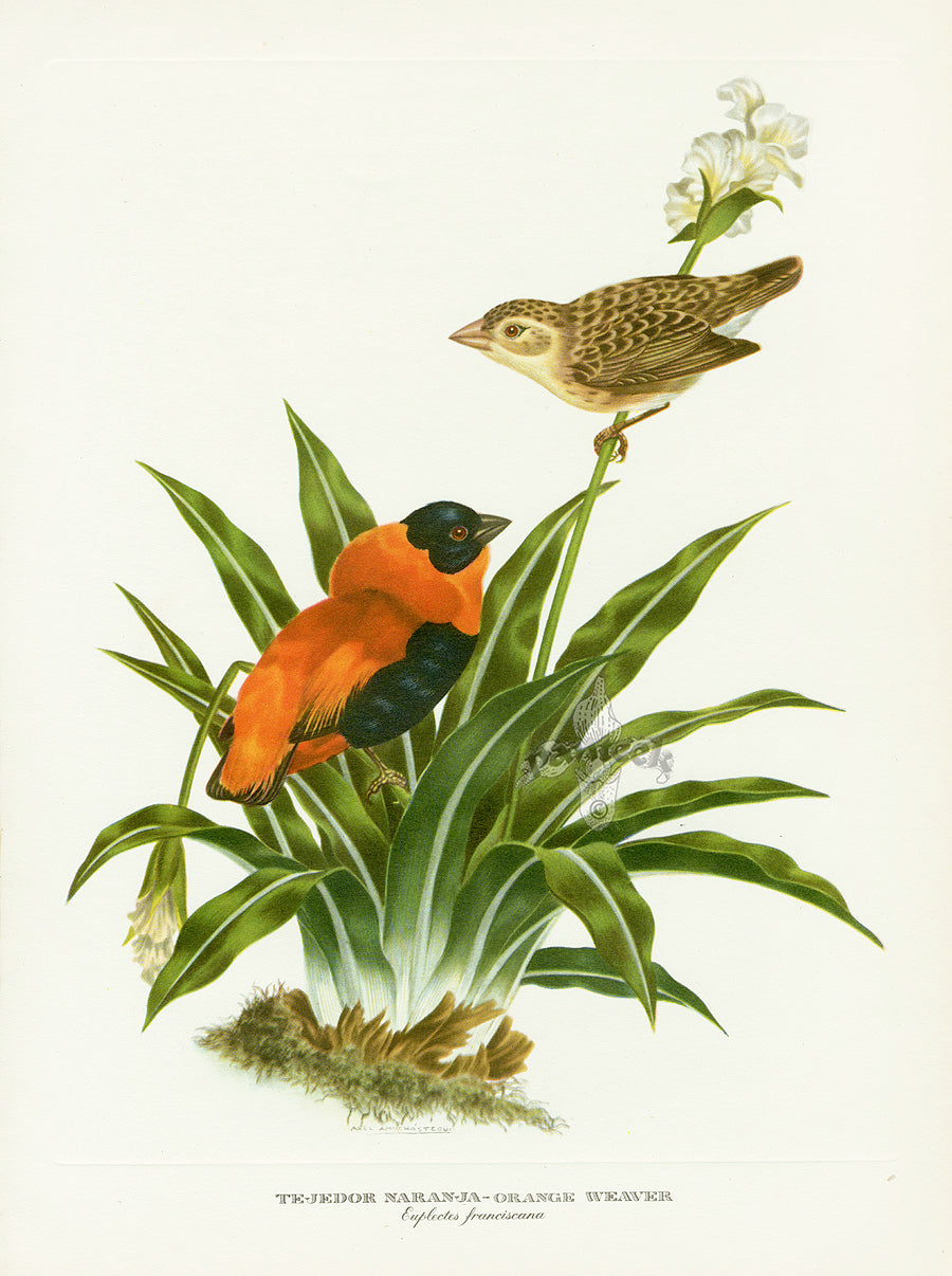 A vintage original natural history illustration of an Orange Weaver perched among green leavesfrom Love Life of the Birds