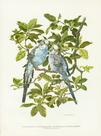 A vintage bird  illustration of two Australian Parrakeets Budgies from Love Life of the Birds by Amuchastegui.