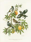 A vintage original print of Little Golden Bill Seedeater on a passion flower in full fruit from Love Life of the Birds by Amuchategui