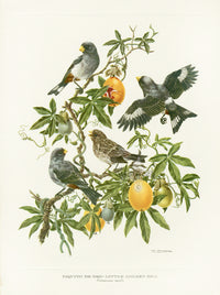 A vintage original print of Little Golden Bill Seedeater on a passion flower in full fruit from Love Life of the Birds by Amuchategui