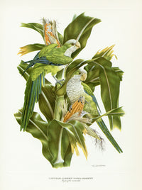 Original vintage  print of two green and white parakeets Australian Budgies perched on ears of corn by Amuchastegui from Love Life of the Birds
