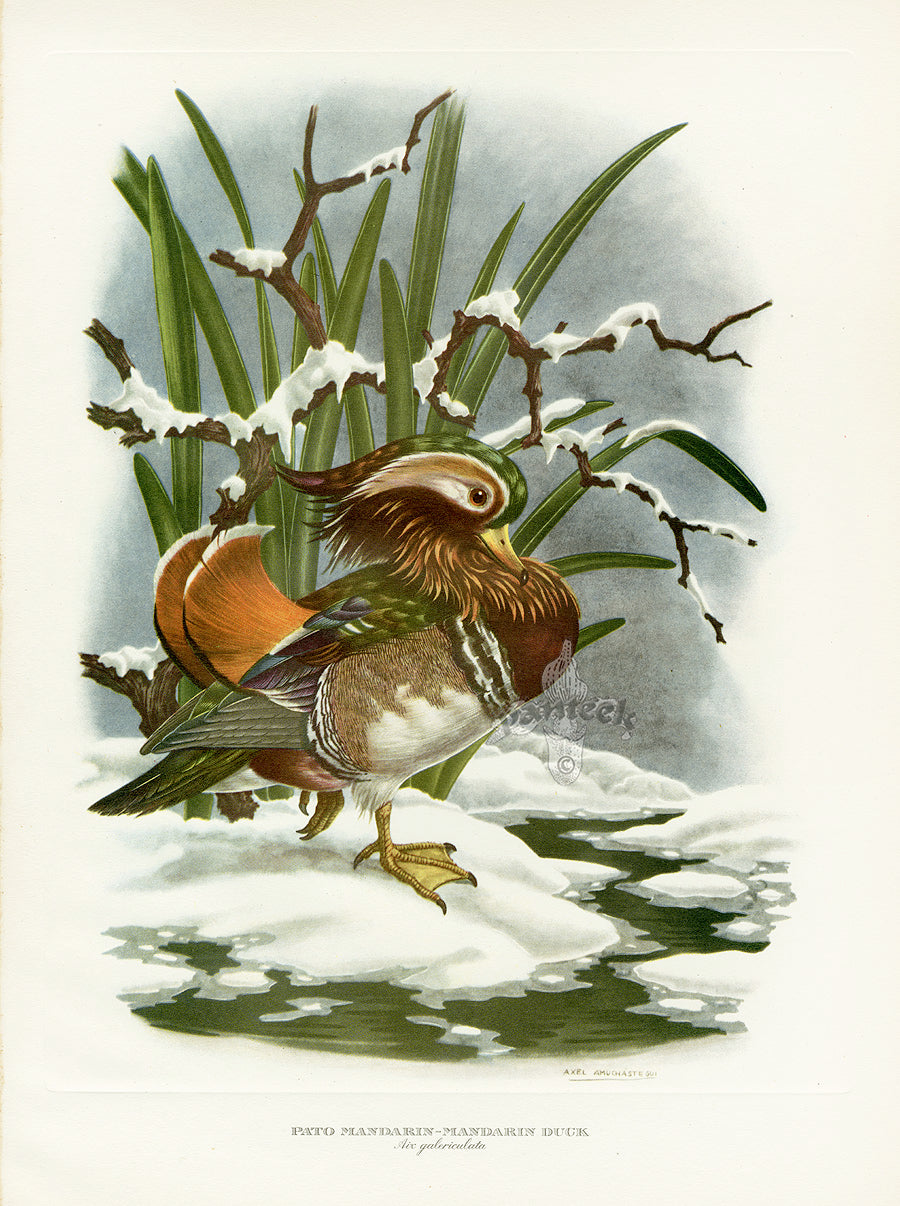 A vintage orginal print of a Mandarin duck standing in snowy water, with reeds and branches behind it
