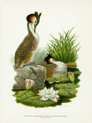 A vintage natural history illustration of a Great Crested Grebe and its young with white and pink water lilies.