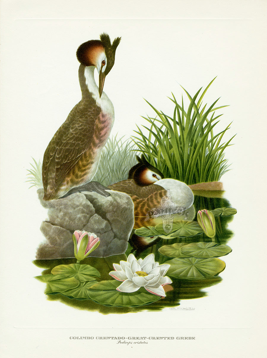A vintage natural history illustration of a Great Crested Grebe and its young with white and pink water lilies.