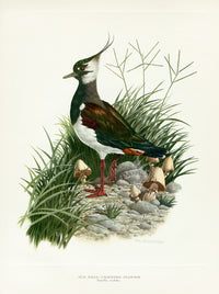 A vintage natural history illustration of a Crested Plover standing among green grass, small mushrooms, on the shoreline.