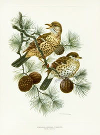A vintage natural history illustration of two Missel Thrush perched on a pine branch with pinecones, by Amuchastegui