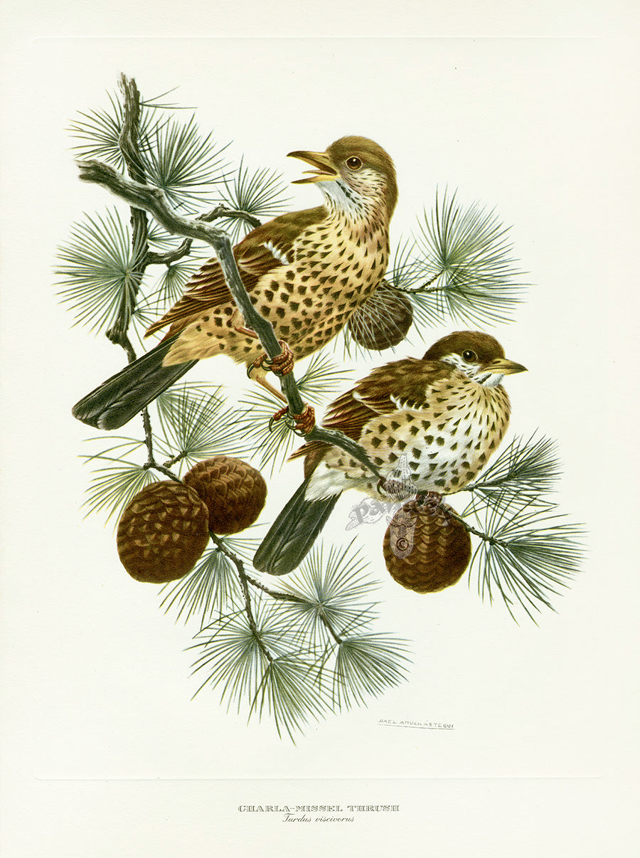 A vintage natural history illustration of two Missel Thrush perched on a pine branch with pinecones, by Amuchastegui