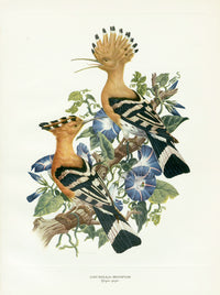 Original print of two Hoopoe perched on a morning glory vine in bloom- top Amuchastegui illustration