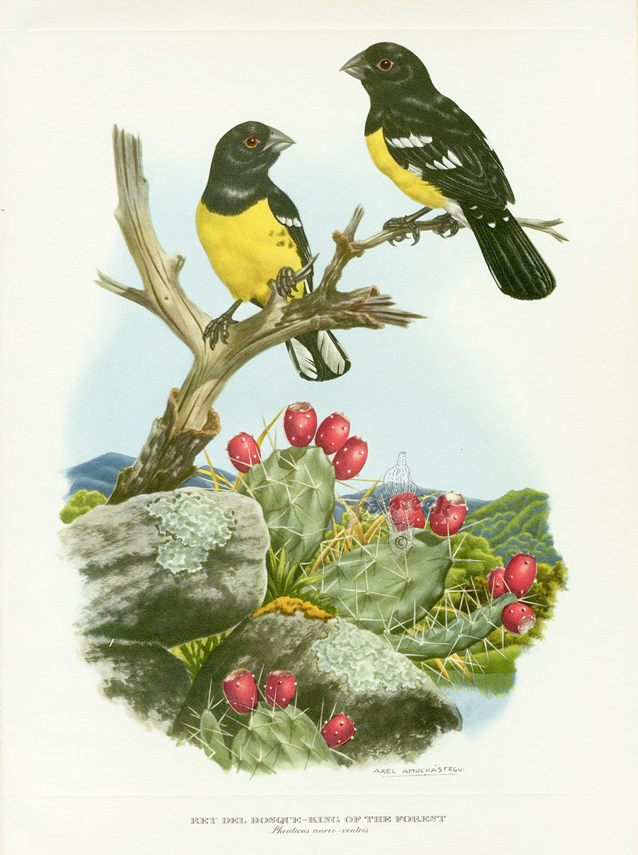 A vintage natural history style illustration showing King of the Forest Grosbeak on a branch with red fruited cactus below.