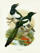 A vintage natural history illustration of two magpies perched on tree branches above a small landscape scene with water and greenery