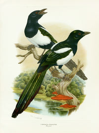 A vintage natural history illustration of two magpies perched on tree branches above a small landscape scene with water and greenery