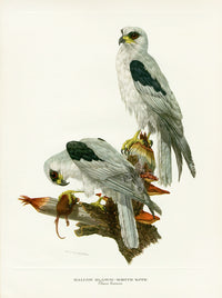 Axel Amuchastegui Love Life Original Print White Kite