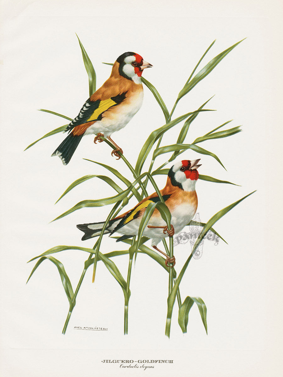 A vintage-style natural history illustration of two goldfinches perched among green reeds by Amuchestagui