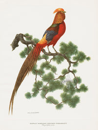 A vintage original print of a golden peacock perched on a pine branch, top Amuchastegui image