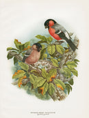 A vintage Amuchastegui print of a male and female bullfinch perched on the nest with 4 blue eggs.