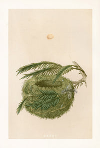 F.O. Morris Original Nest Egg Prints Goldcrest - Panteek Antique Prints