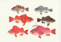 Aquatic Fish Pacific Seabream - Panteek Antique Prints