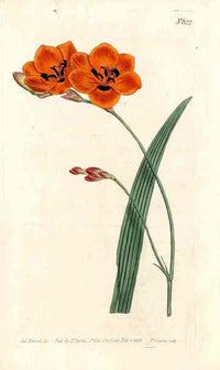 1787 Curtis 2 Orange Ixia - Panteek Antique Prints