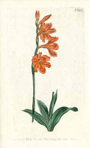 1787 Curtis 3 Flower Lychnis - Panteek Antique Prints