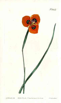 1787 Curtis 3 Petal Lychnis - Panteek Antique Prints