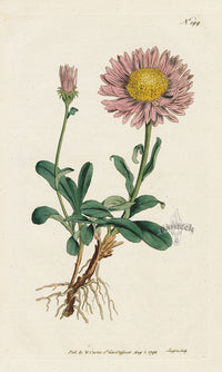 1787 Curtis Alpine Aster - Panteek Antique Prints