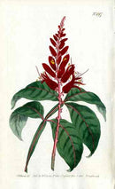 1787 Curtis Alpine Lychins - Panteek Antique Prints