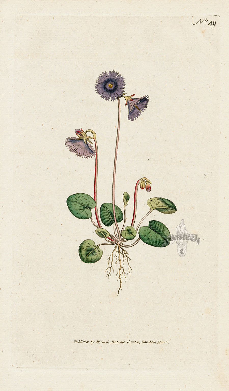 1787 Curtis Alpine Soldanella