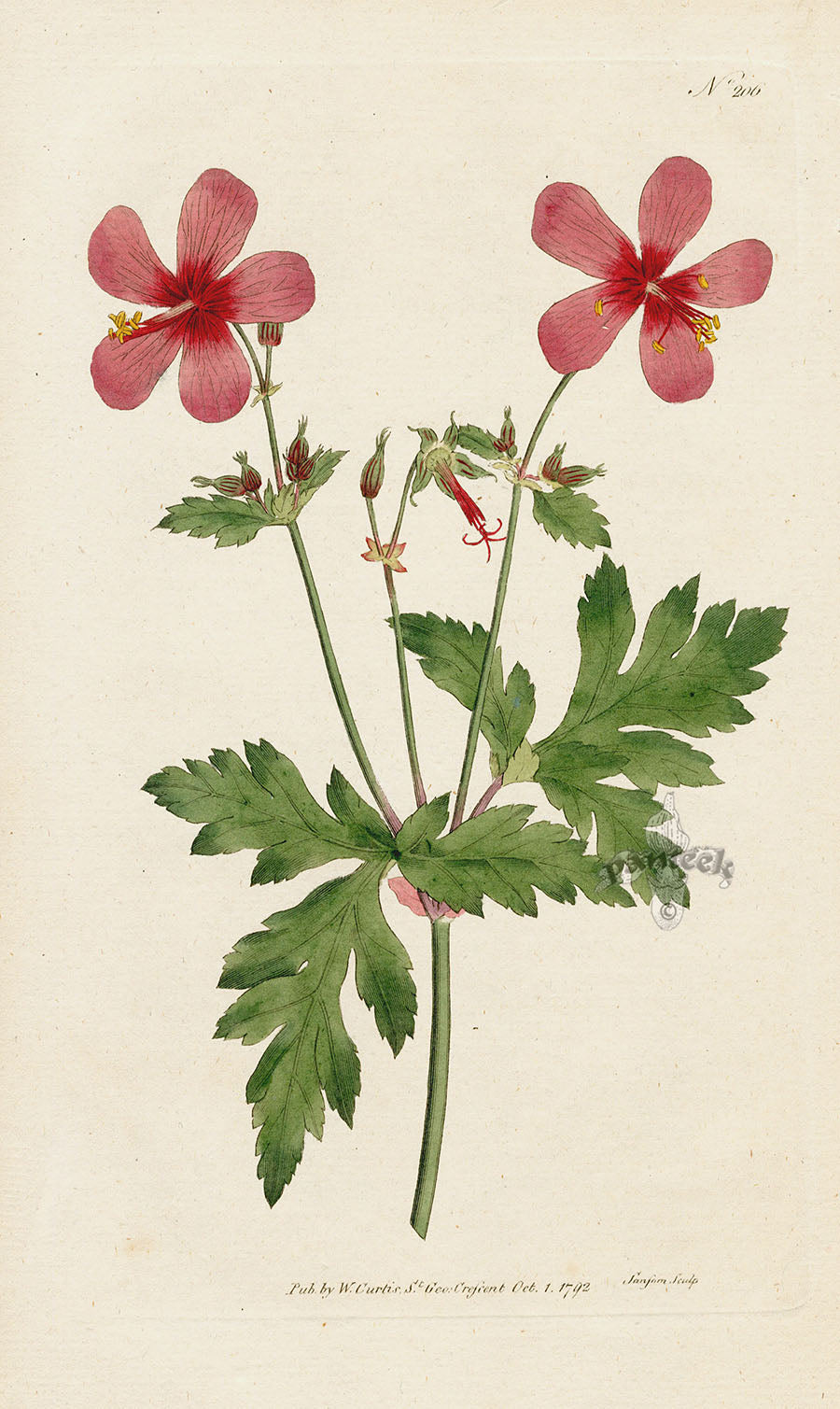 1787 Curtis Anemone-Leav'd Geranium